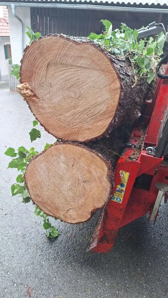 Baumstamm nageln bei einer Hochzeit – Nagelstock im Einsatz